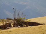 Huchuy Qosqo and Machu Picchu Adventure 3 Days