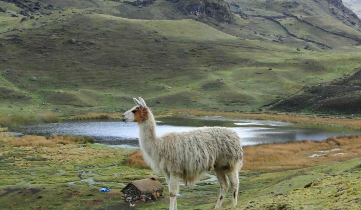 Lares Trek to Machu Picchu 4 days