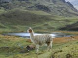 Lares Trek to Machu Picchu 4 days