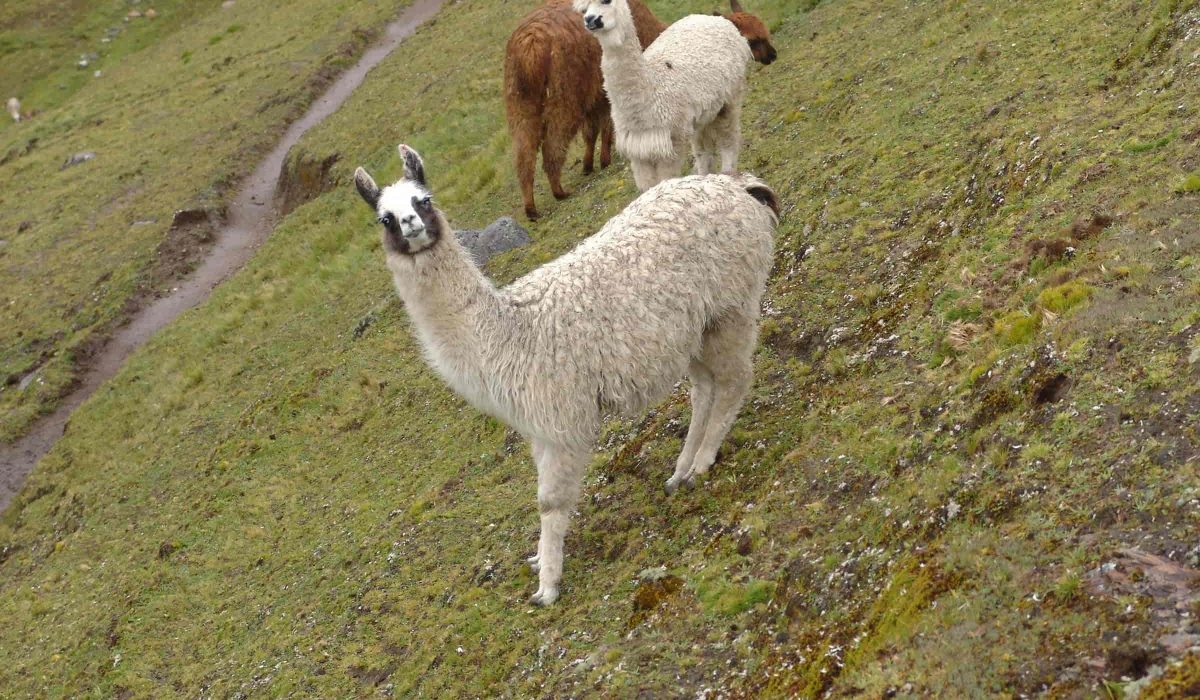 Lares Trek to Machu Picchu 4 days