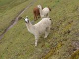 Lares Trek to Machu Picchu 4 days