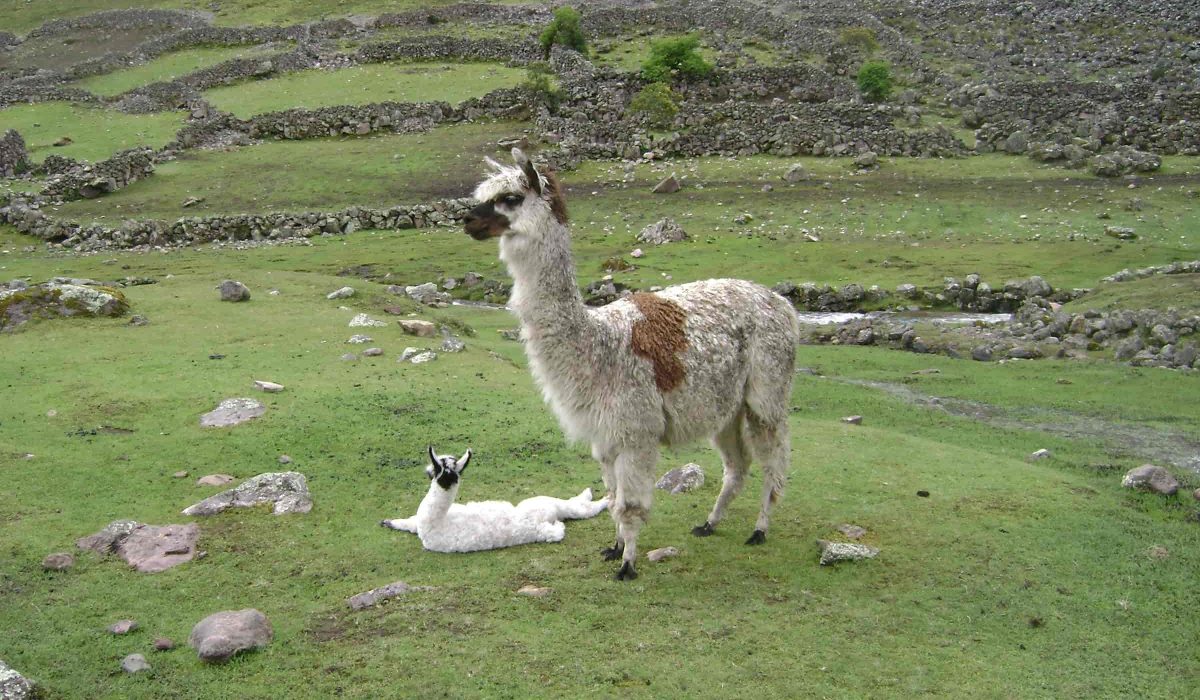 Lares Trek to Machu Picchu 4 days
