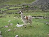 Lares Trek to Machu Picchu 4 days