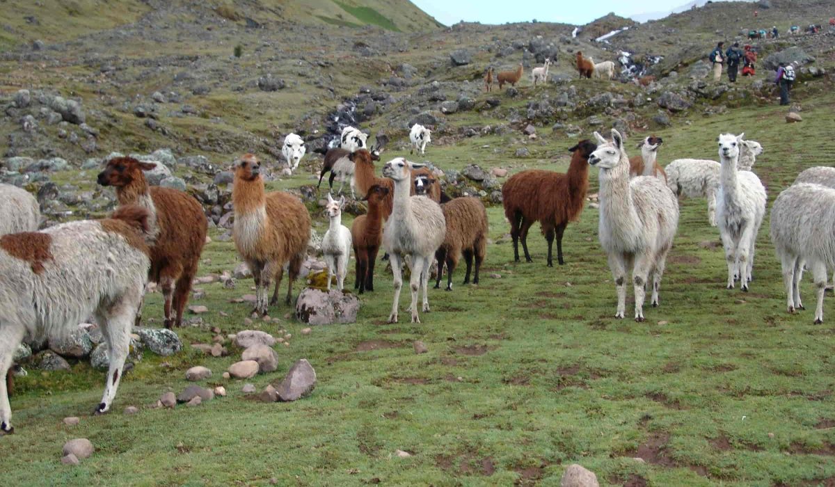 Lares Trek to Machu Picchu 4 days