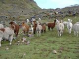 Lares Trek to Machu Picchu 4 days
