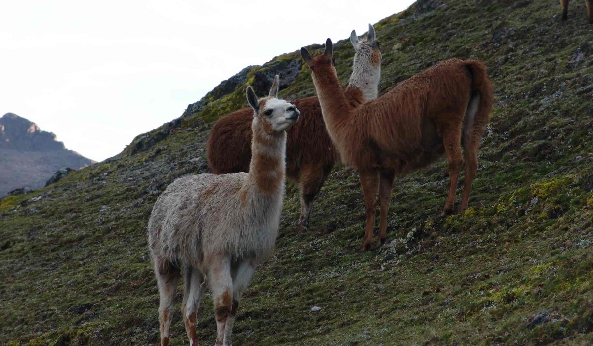 Lares Trek to Machu Picchu 4 days