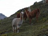 Lares Trek to Machu Picchu 4 days