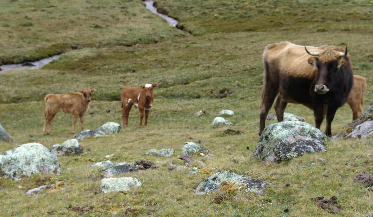 Lares Trek to Machu Picchu 4 days