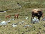 Lares Trek to Machu Picchu 4 days